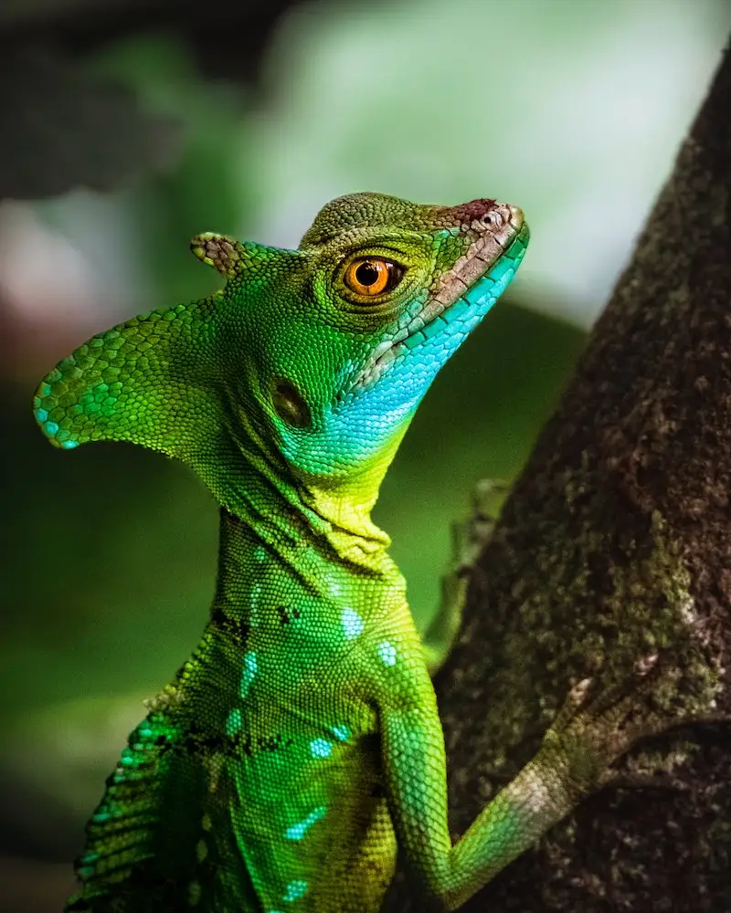 Photography of a green lizard, taken by Clarisse de Thoisy, photographer and videographer