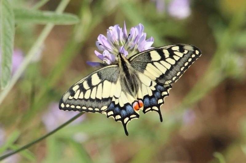 Photographie d'un papillon Machaon, prise par l'Association LPO pour la biodiversité du Pic Saint Loup
