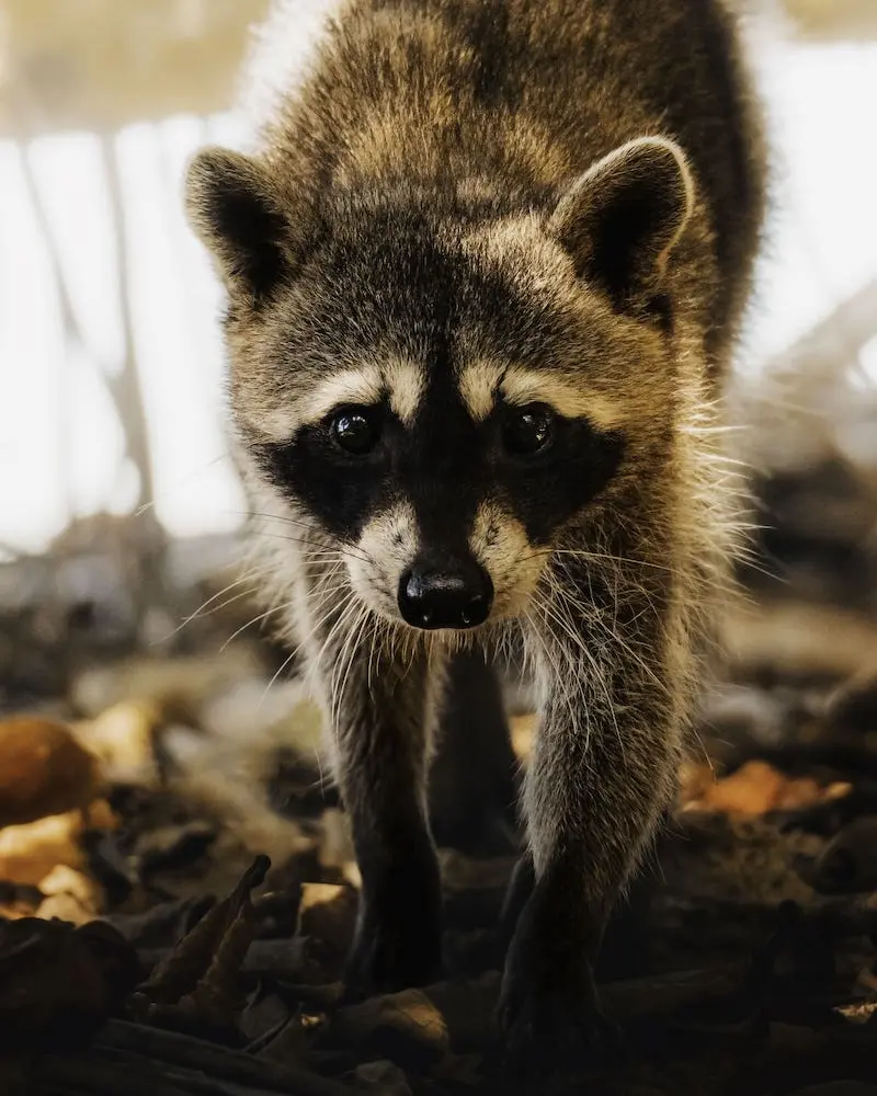 Photographie d'un raton laveur, prise par Clarisse de Thoisy, photographe et vidéaste