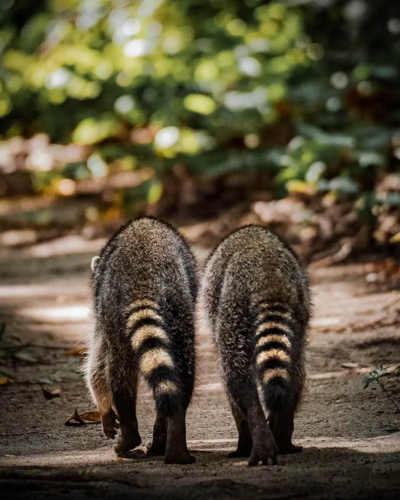 Photographie de deux ratons laveurs dans la nature