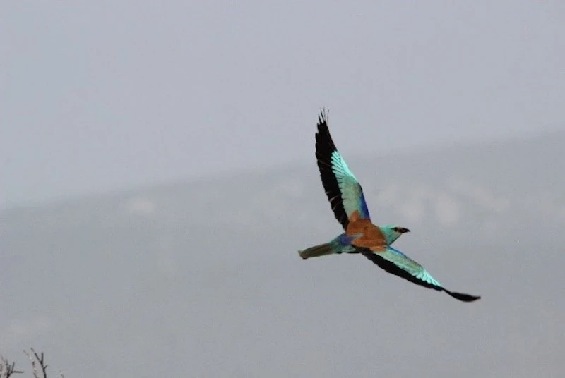 Photography of an European Roller, taken by the LPO Association for the biodiversity of the Pic Saint Loup
