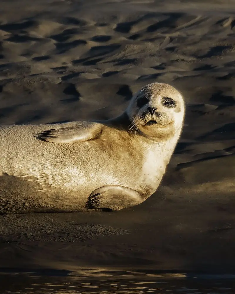 Photography of a seal at sunset, taken by Clarisse de Thoisy