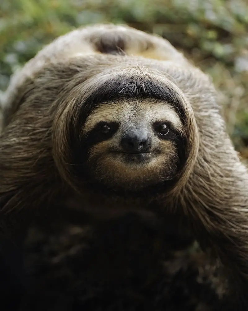 Photography of a sloth, taken by Clarisse de Thoisy
