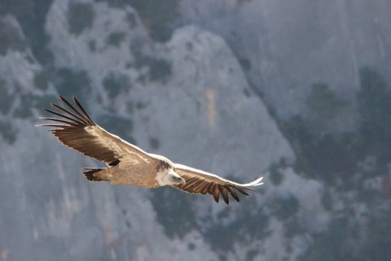 Photography of a Griffon Vulture flying, taken by the LPO Association for the biodiversity of the Pic Saint Loup