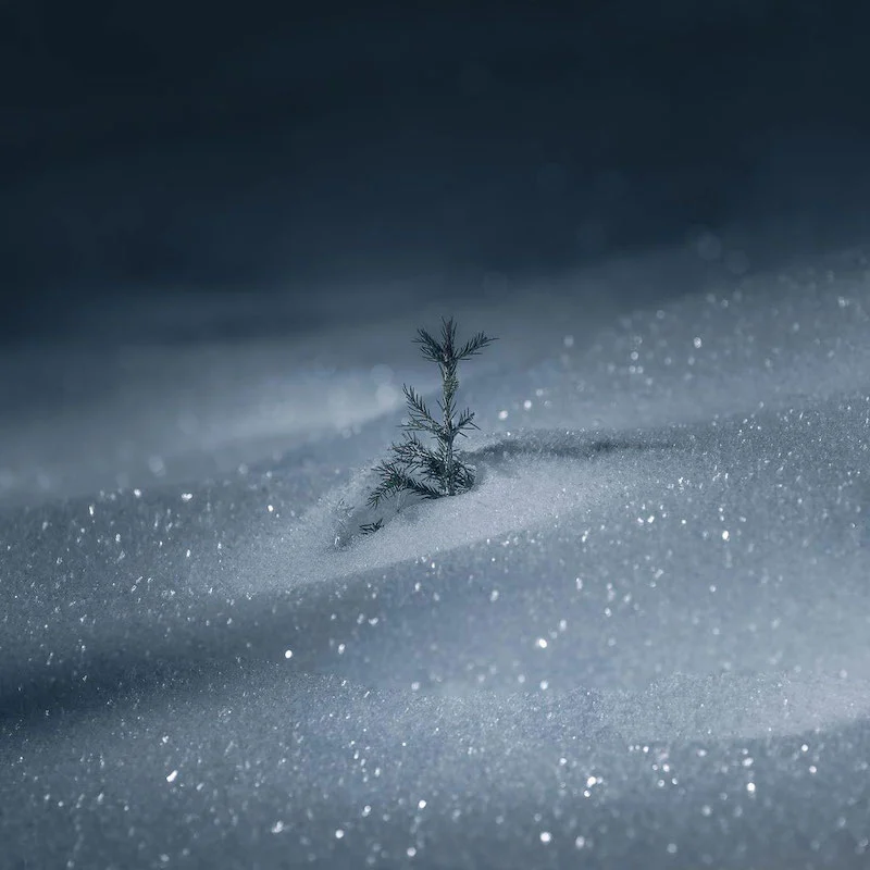 Photographie d'une petite branche d'arbre cachée dans la neige