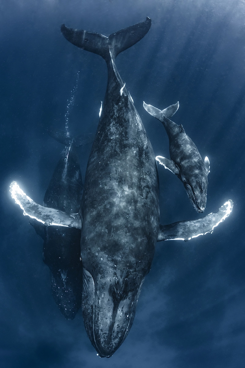 Photographie d'une baleine et d'un baleineau nageant sous l'eau