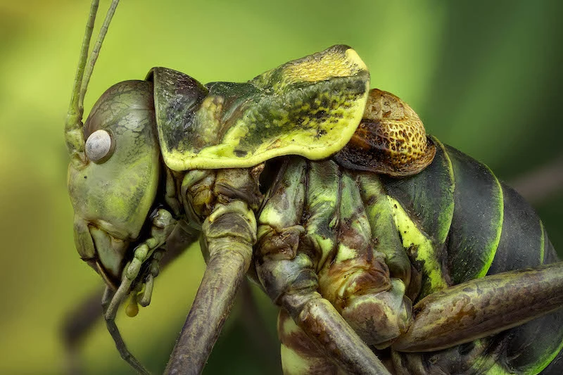 Immersion dans le monde miniature de la macrophotographie avec Javier Rupérez 03