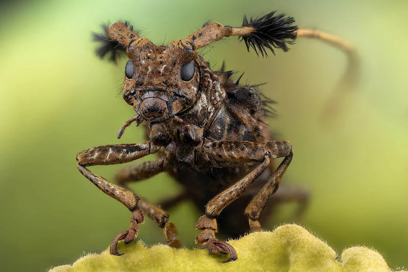 Immersion dans le monde miniature de la macrophotographie avec Javier Rupérez 06