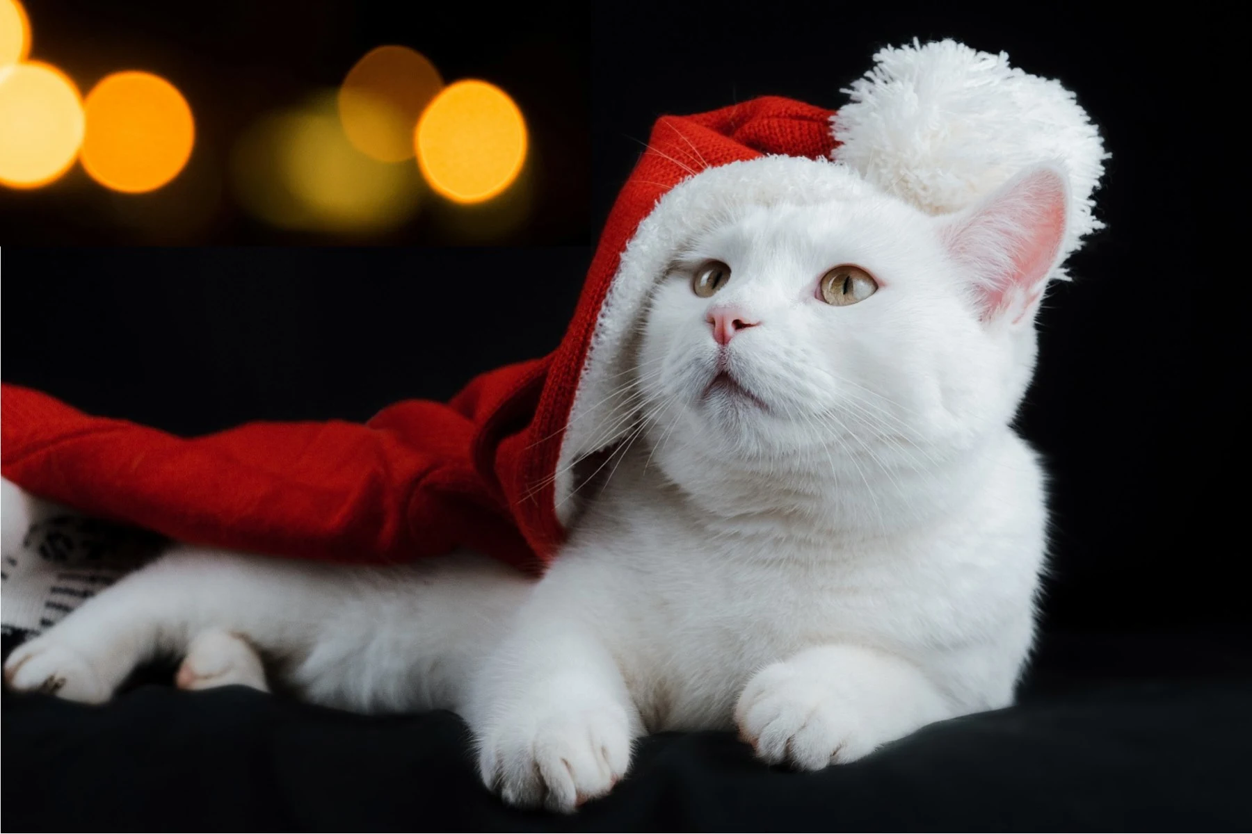 Idées de photoshoot de Noël pour capturer la magie des fêtes 07