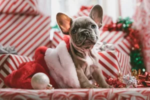 Idées de photoshoot de Noël pour capturer la magie des fêtes - 00