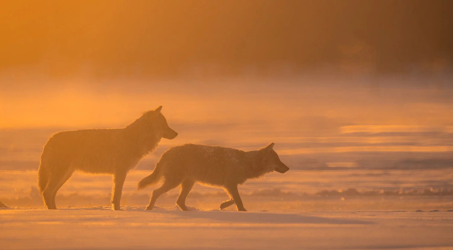 Apprécier la beauté de la faune avec la photographe Joy Van Der Beek 00