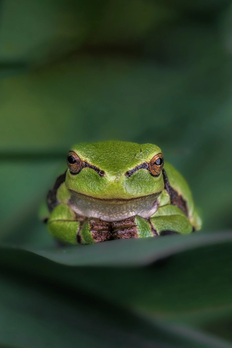 Apprécier la beauté de la faune avec la photographe Joy Van Der Beek 02