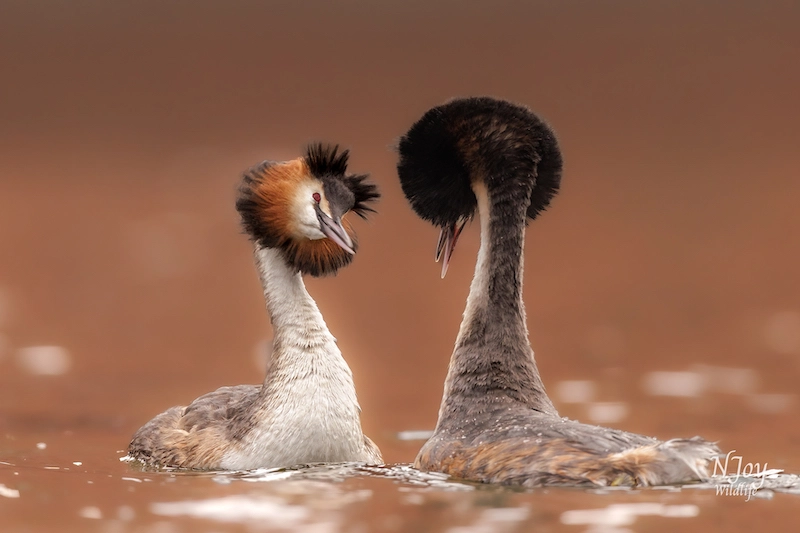 Apprécier la beauté de la faune avec la photographe Joy Van Der Beek 03