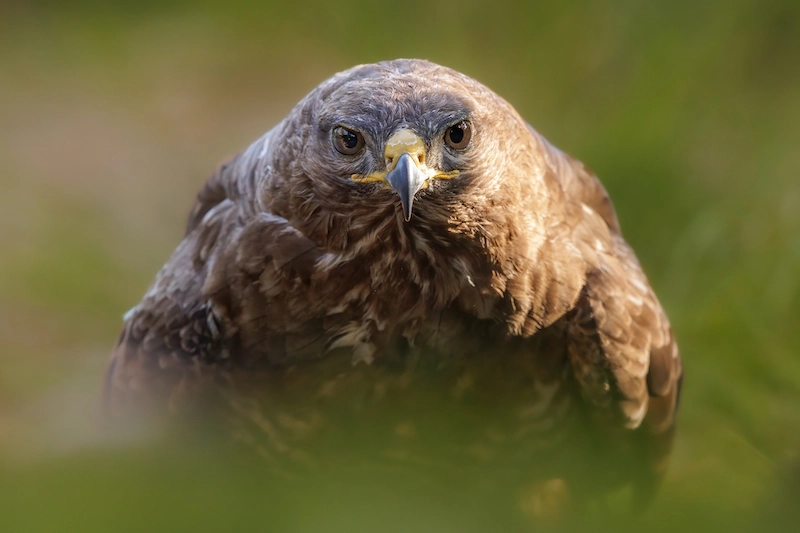 Apprécier la beauté de la faune avec la photographe Joy Van Der Beek 05