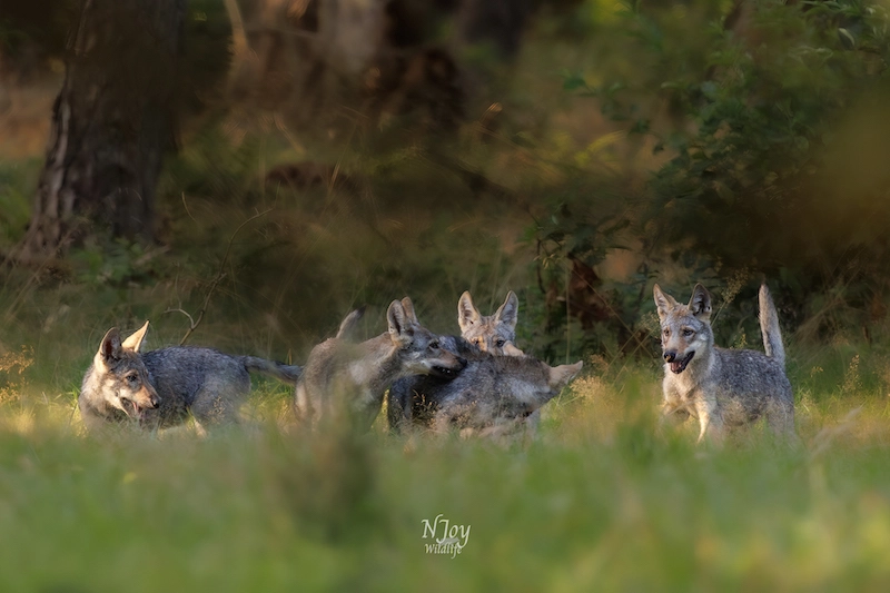 Apprécier la beauté de la faune avec la photographe Joy Van Der Beek 06