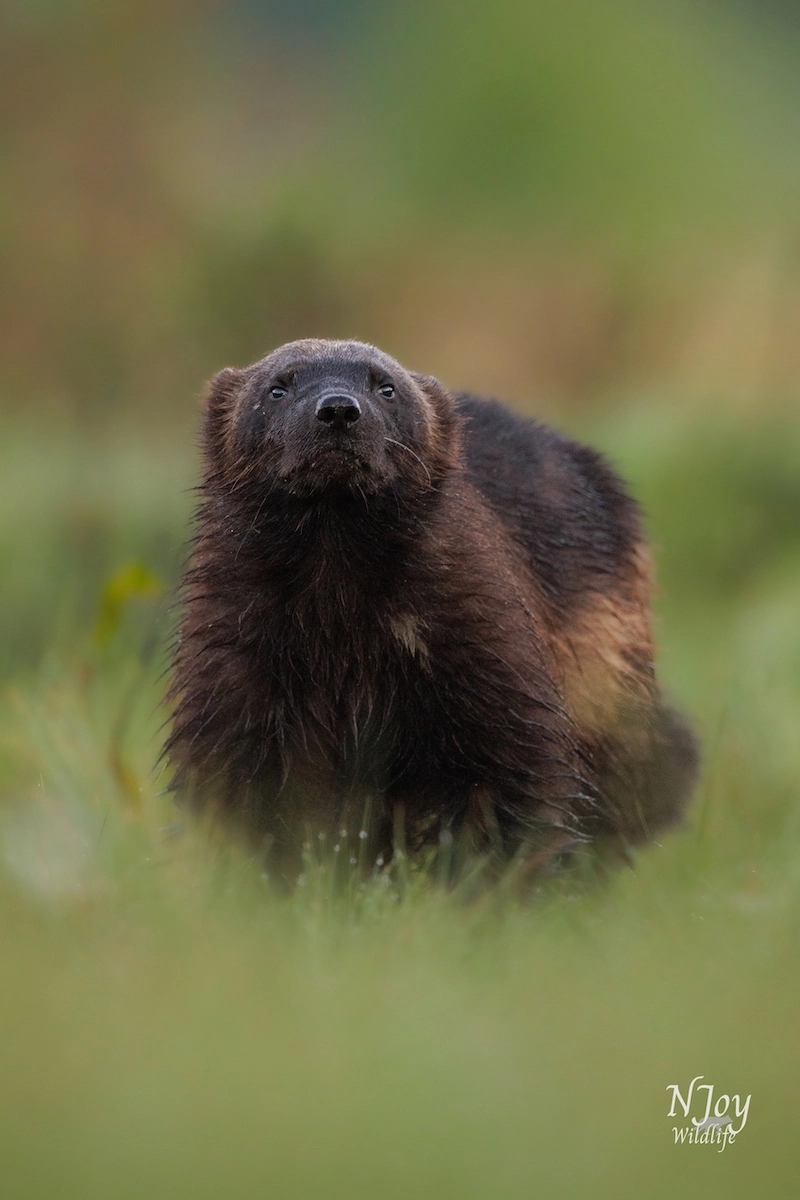 Apprécier la beauté de la faune avec la photographe Joy Van Der Beek 07