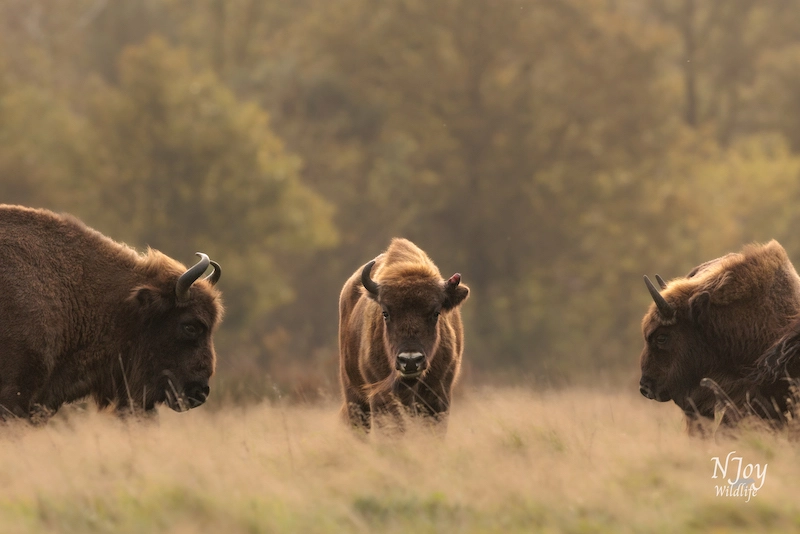 Apprécier la beauté de la faune avec la photographe Joy Van Der Beek 08