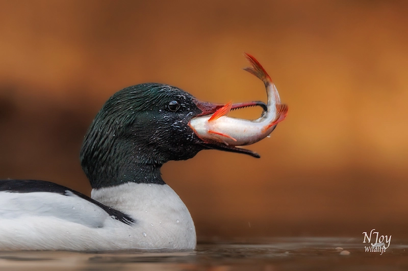 Apprécier la beauté de la faune avec la photographe Joy Van Der Beek 09