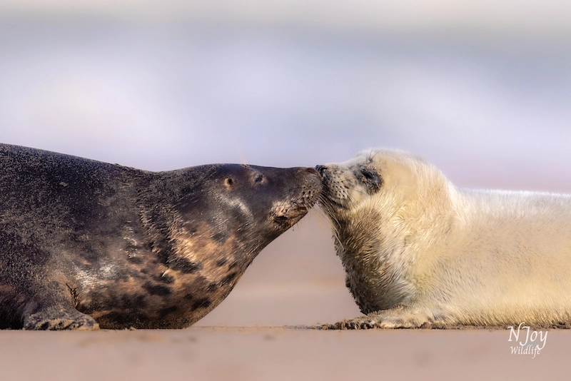 Apprécier la beauté de la faune avec la photographe Joy Van Der Beek 10