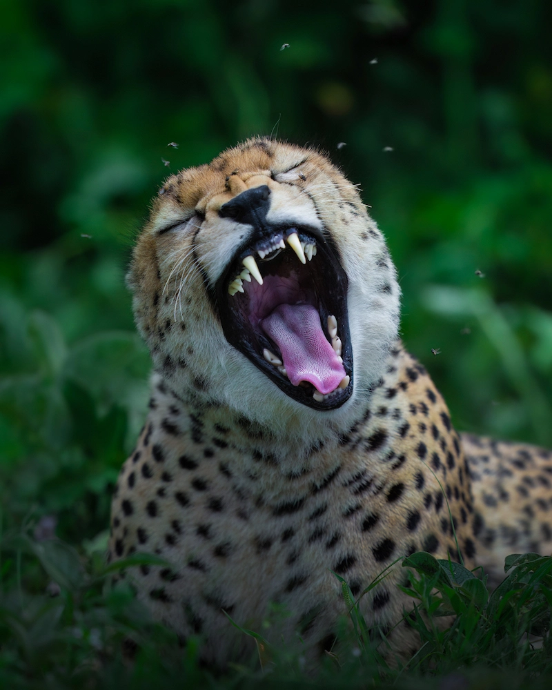 Partager l'amour des animaux avec la photographe Alexandra Surkova - 01