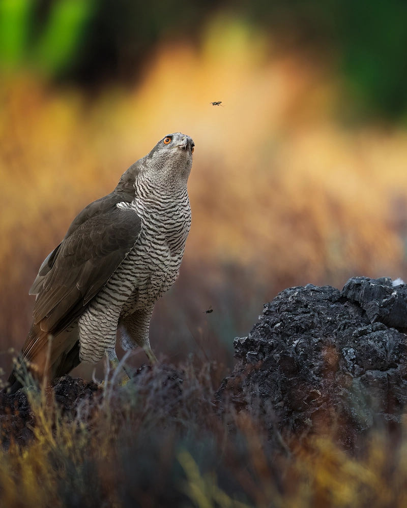 Partager l'amour des animaux avec la photographe Alexandra Surkova - 02