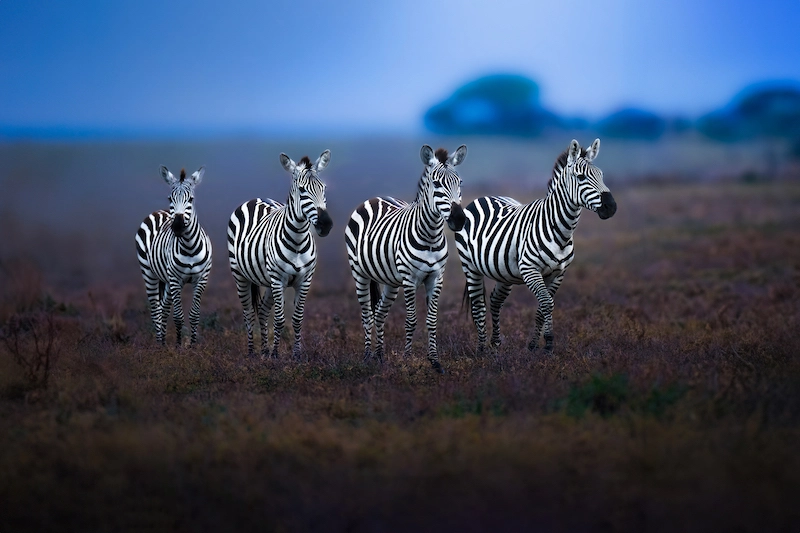 Partager l'amour des animaux avec la photographe Alexandra Surkova - 03