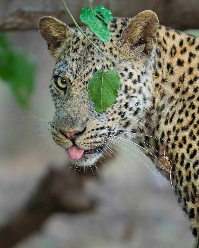 Partager l'amour des animaux avec la photographe Alexandra Surkova - 04