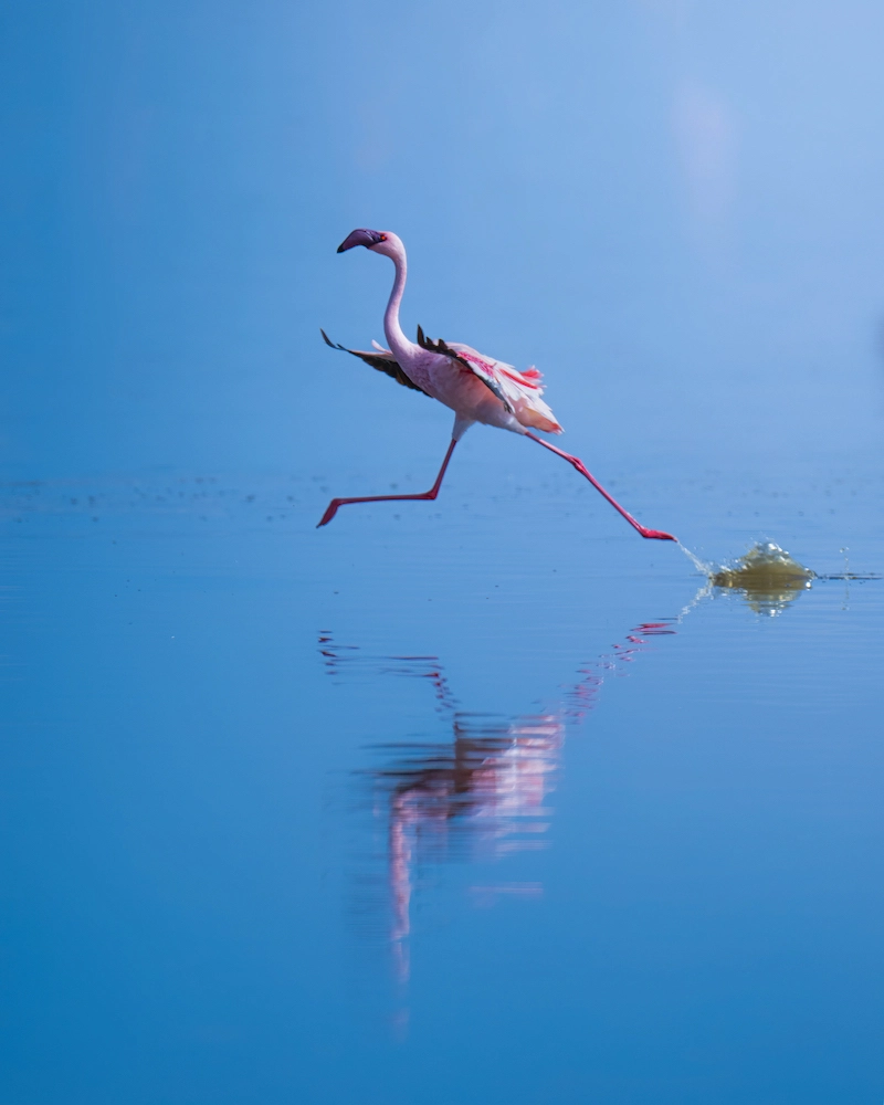 Partager l'amour des animaux avec la photographe Alexandra Surkova - 05