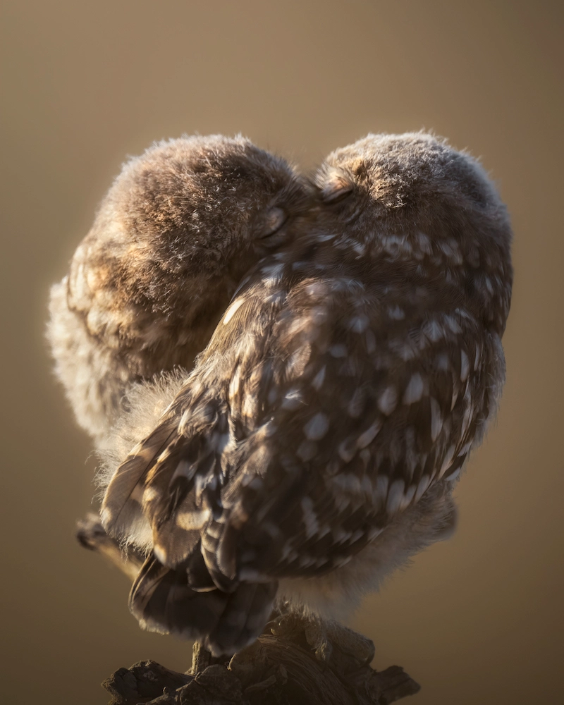 Partager l'amour des animaux avec la photographe Alexandra Surkova - 06