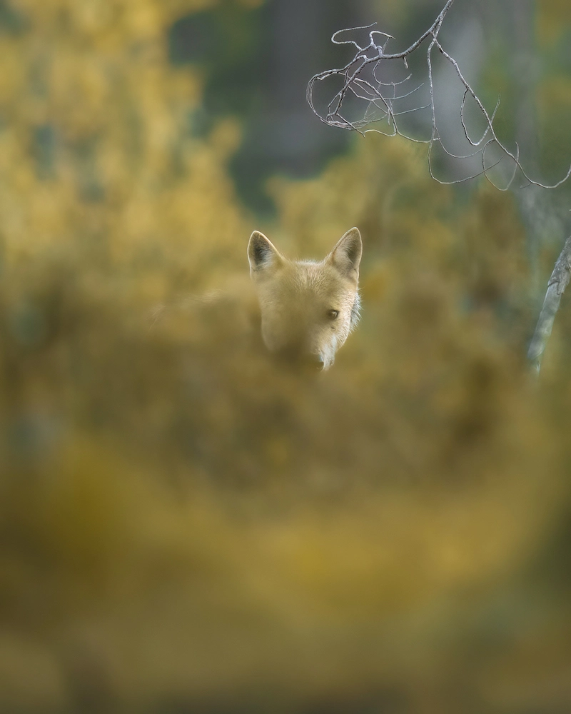 Partager l'amour des animaux avec la photographe Alexandra Surkova - 08