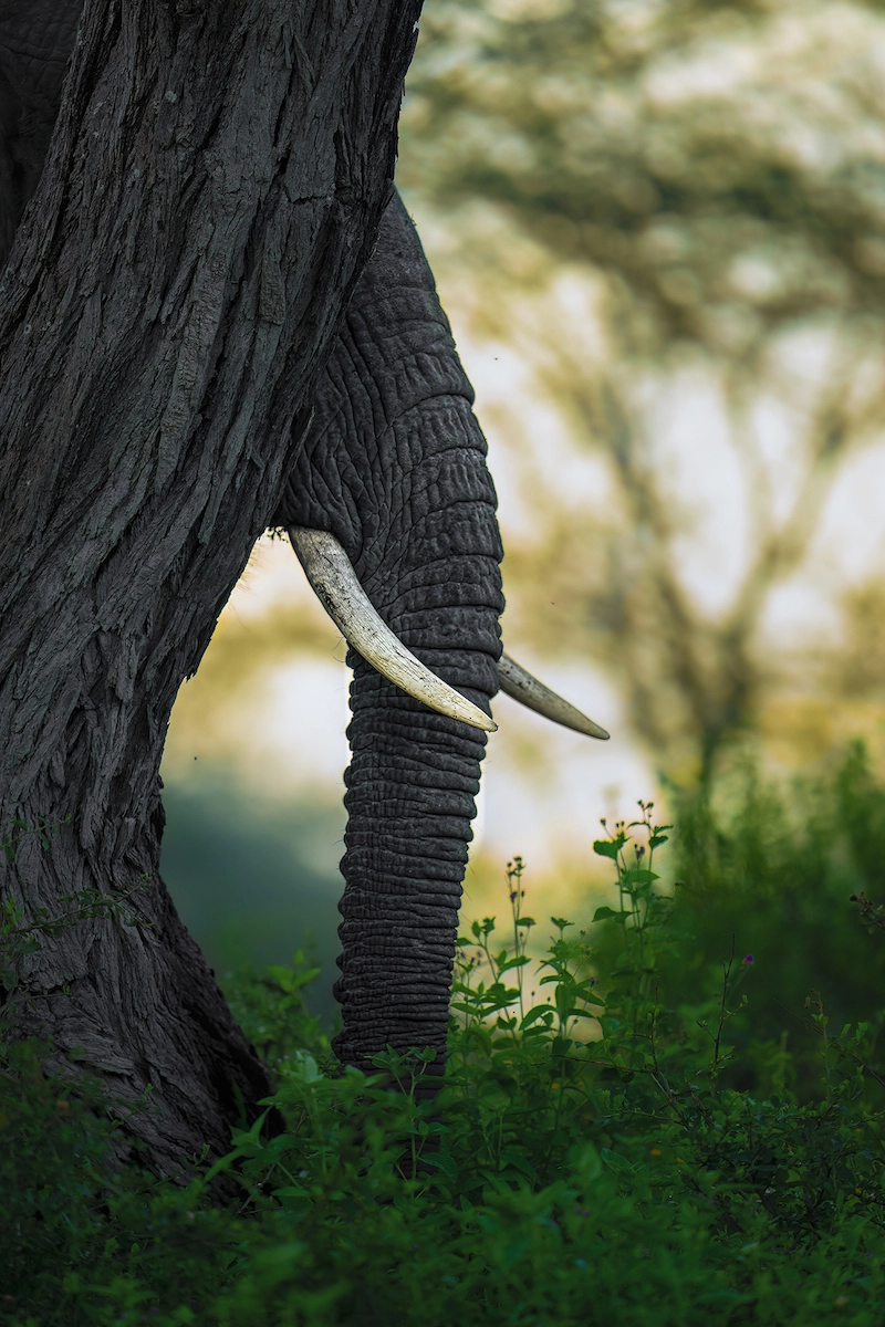 Partager l'amour des animaux avec la photographe Alexandra Surkova - 09