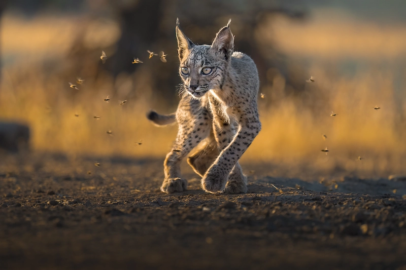 Partager l'amour des animaux avec la photographe Alexandra Surkova - 10