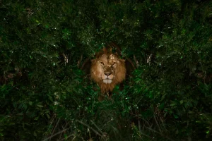 Journée de la faune : Les photographes au cœur de la sensibilisation à la biodiversité